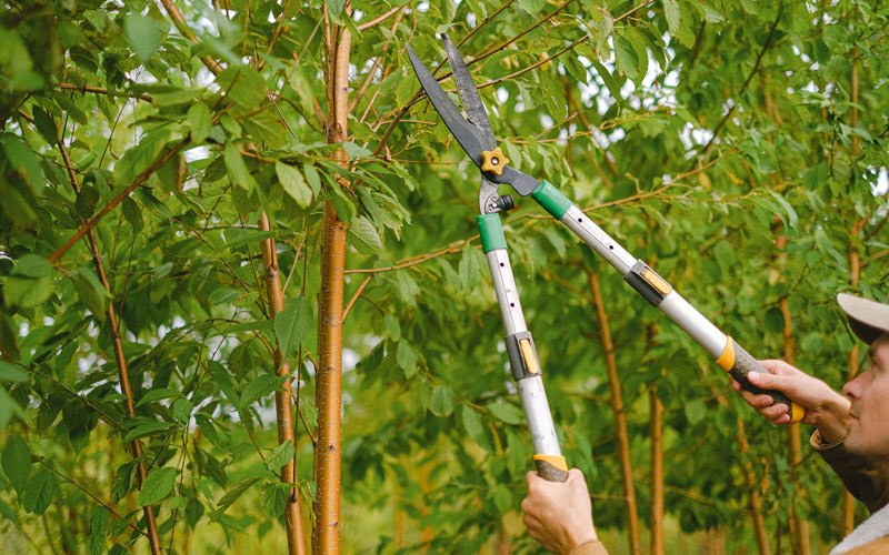 Tree trimming in Tatums, OK
