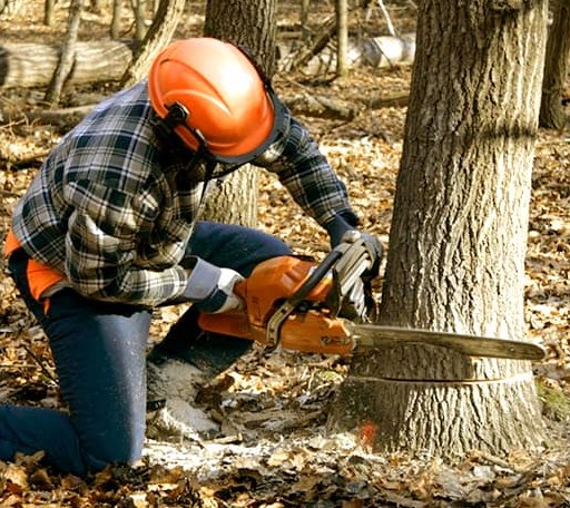 Tree Removal in Tatums, OK